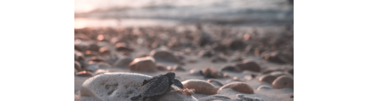 image of turtle on beach